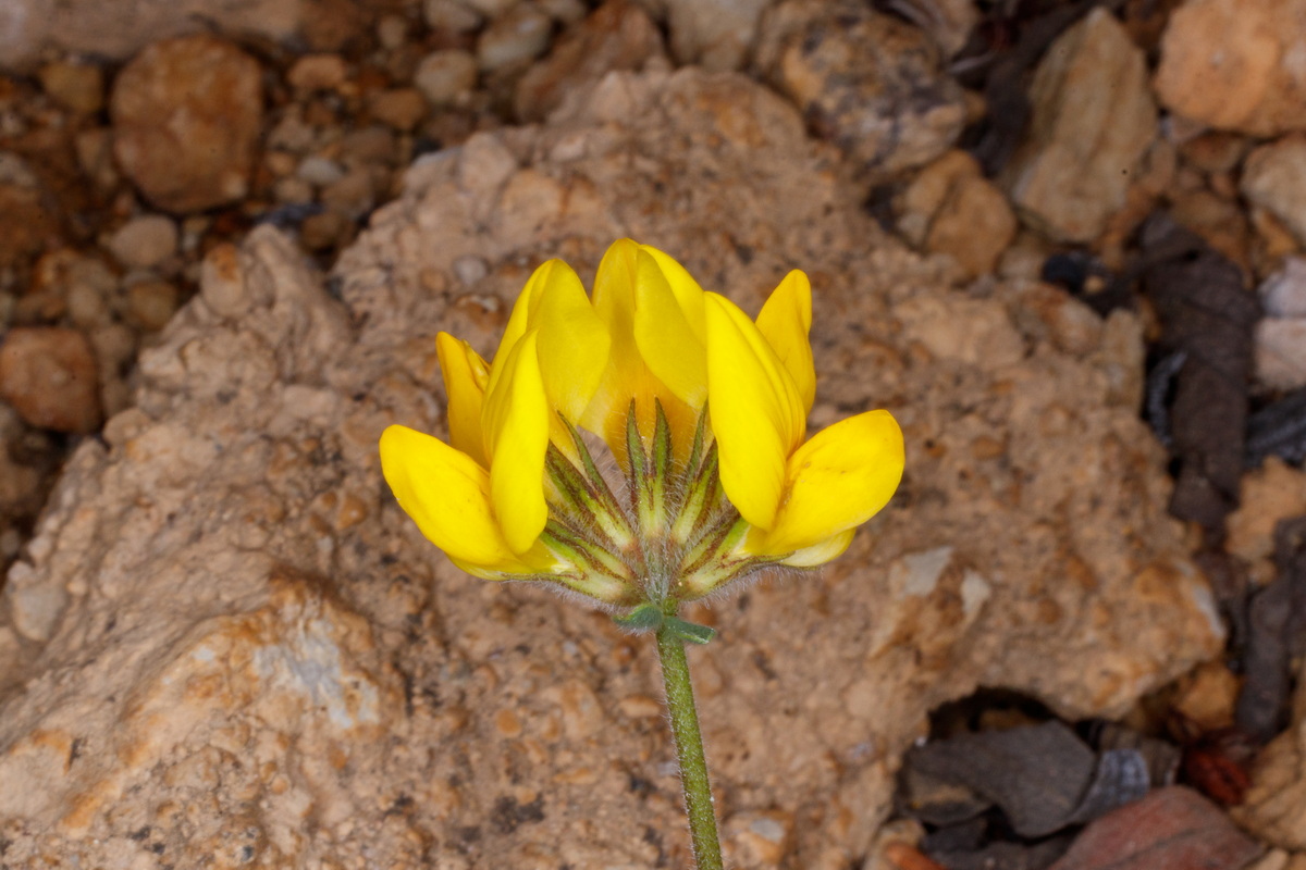  MG 4847 Lotus campylocladus subsp. campylocladus Corazoncillo de Tenerife