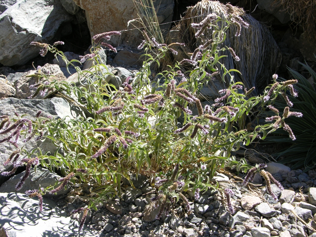 DSCN1148 Mentha longifolia var teydea