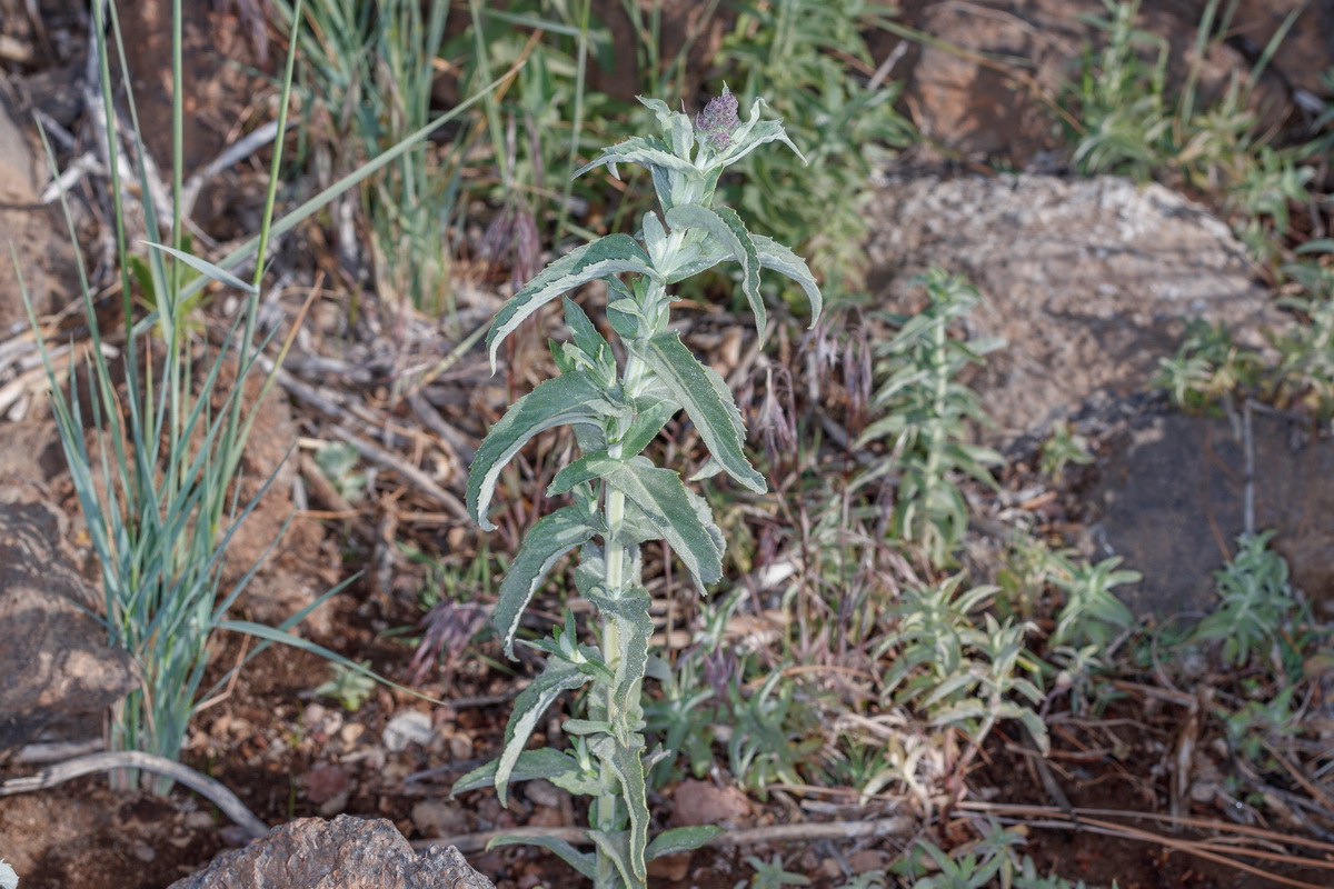 Mentha longifolia var teydea Mastranto01