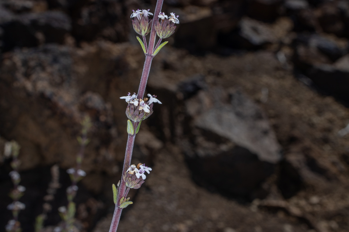 IMG 7270 Micromeria lachnophylla (tomillo del Teide)