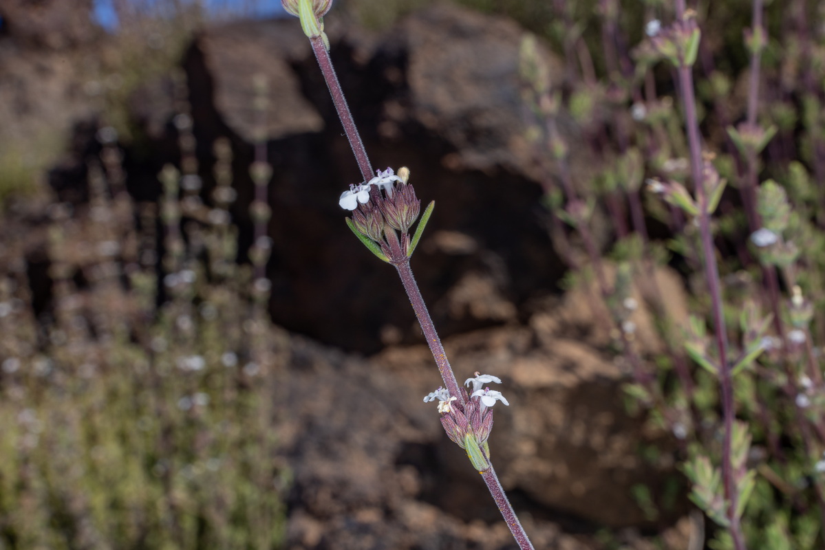 IMG 7272 Micromeria lachnophylla (tomillo del Teide)