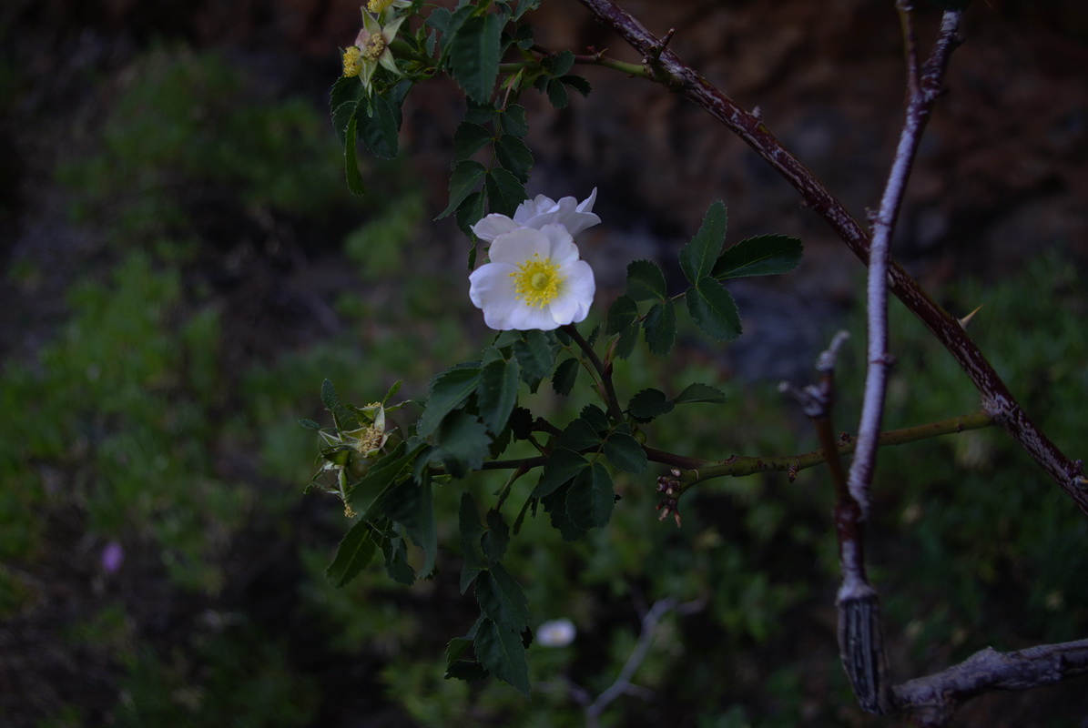 Rosa dumalis subsp. teydensis 1 RBT