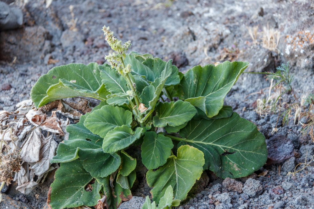 Salvia broussonetii02