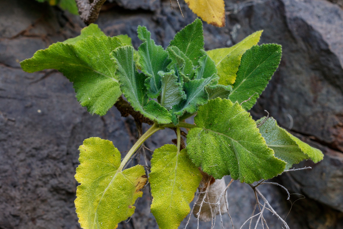 Salvia broussonetii03