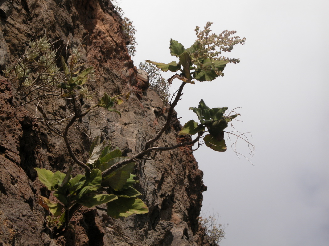 Salvia broussonetii04