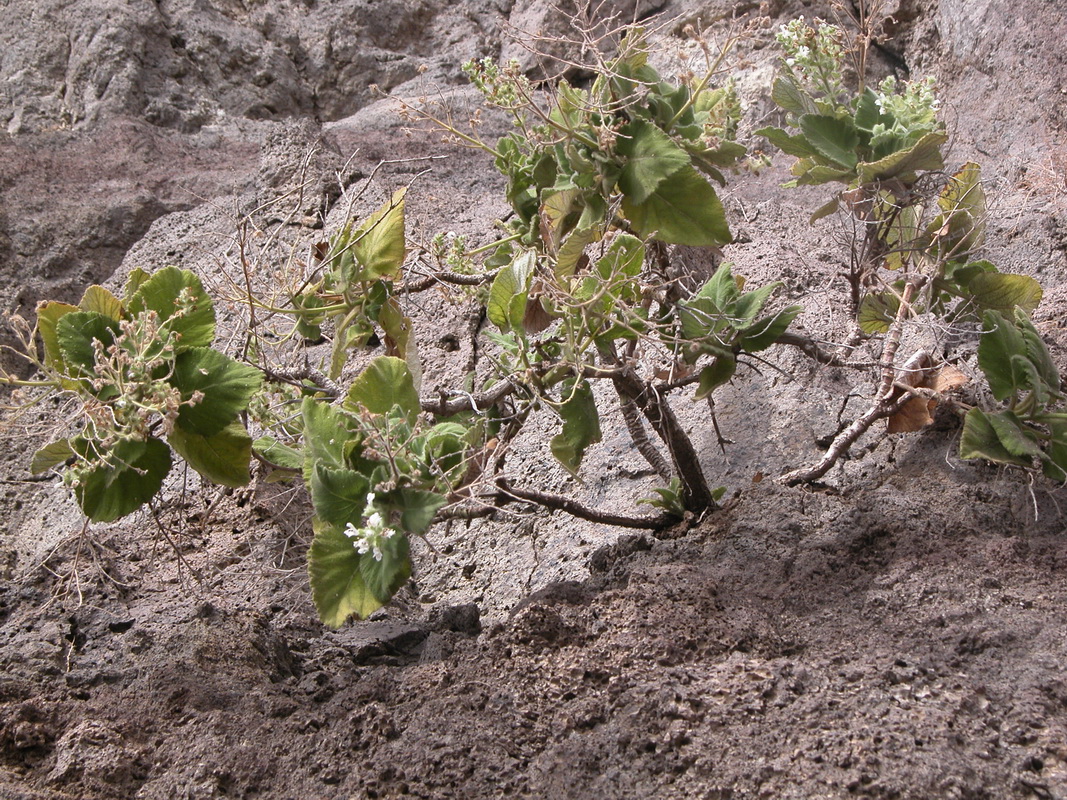 Salvia broussonetii05