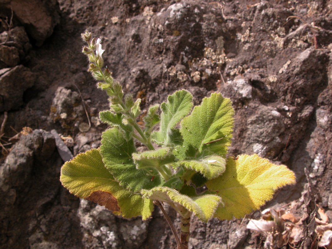 Salvia broussonetii06