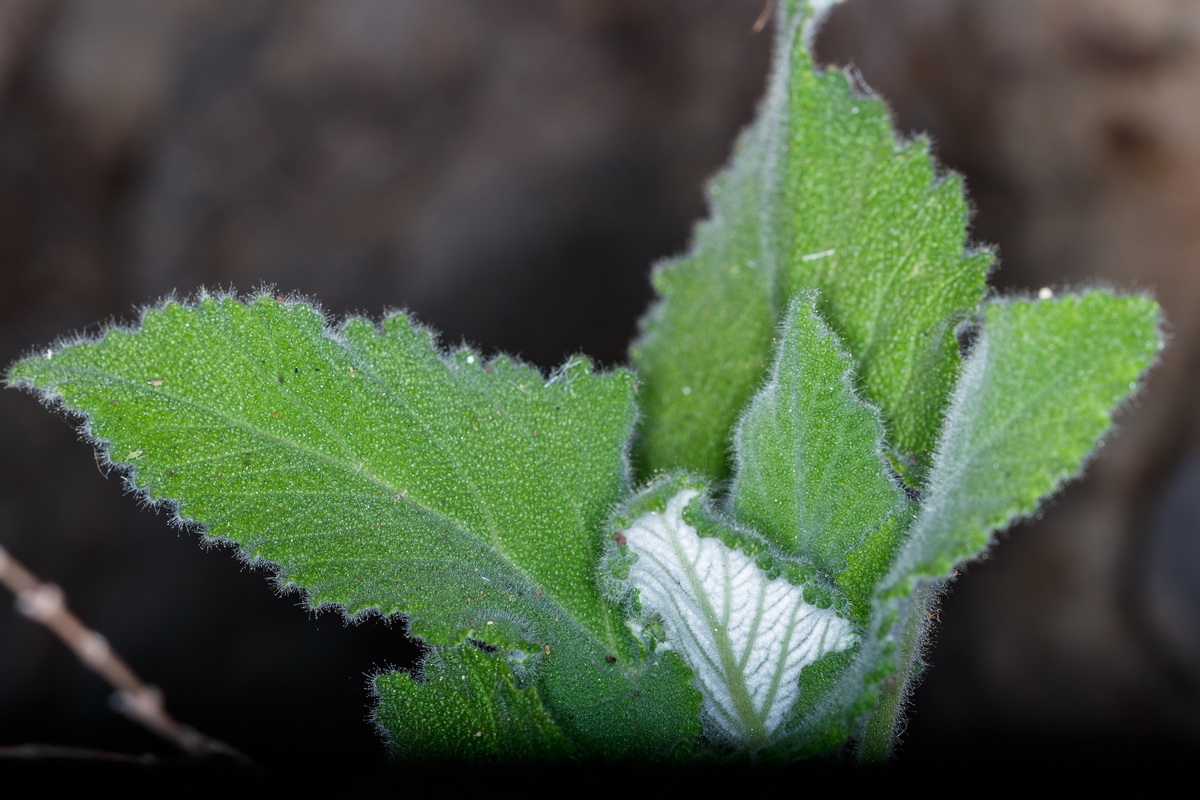 Salvia broussonetii07