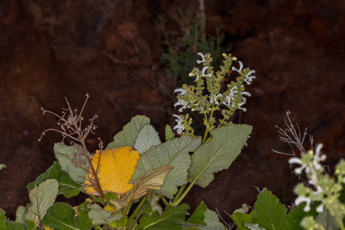 Salvia broussonetii08