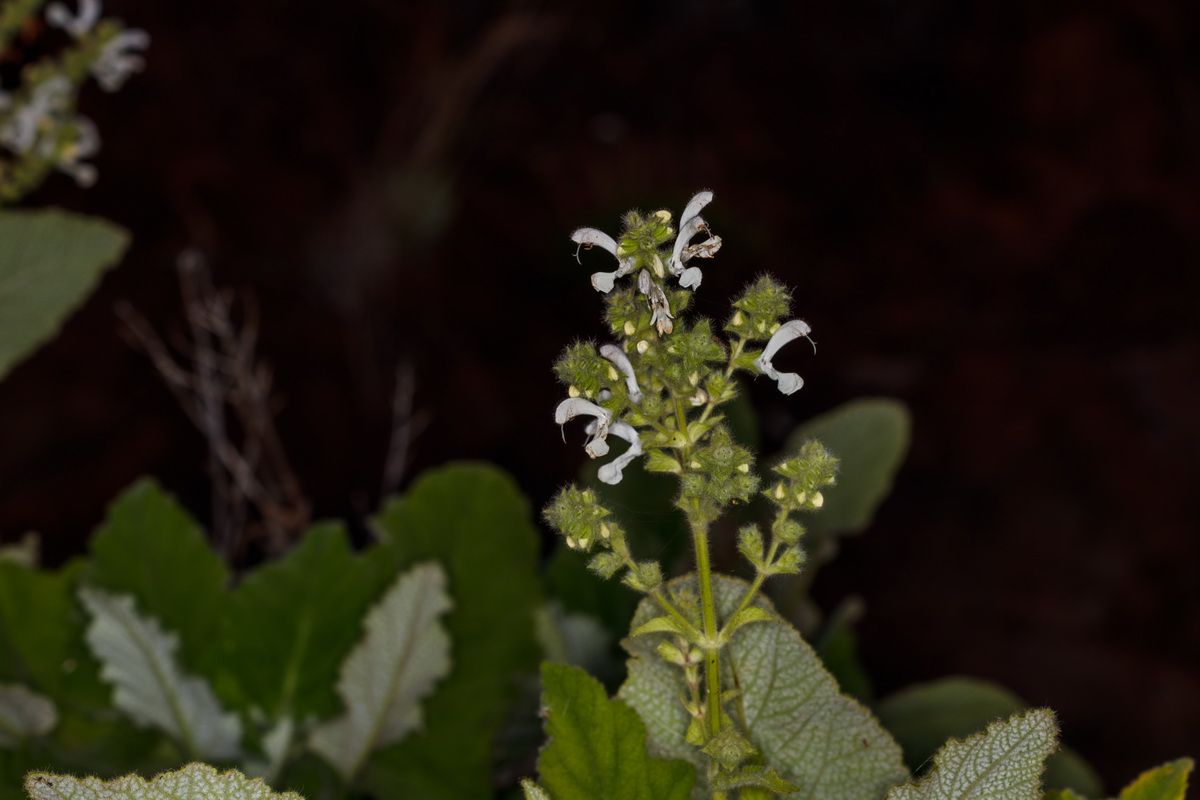 Salvia broussonetii09