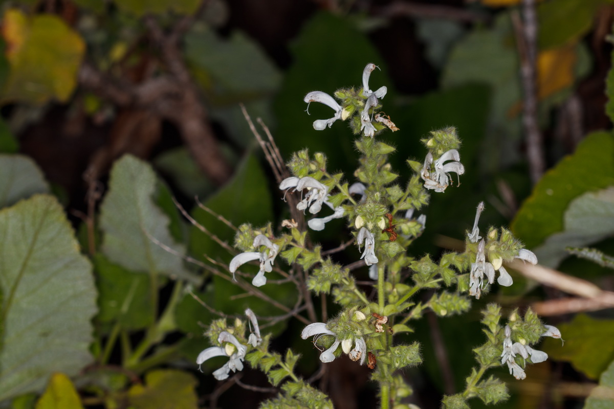 Salvia broussonetii10