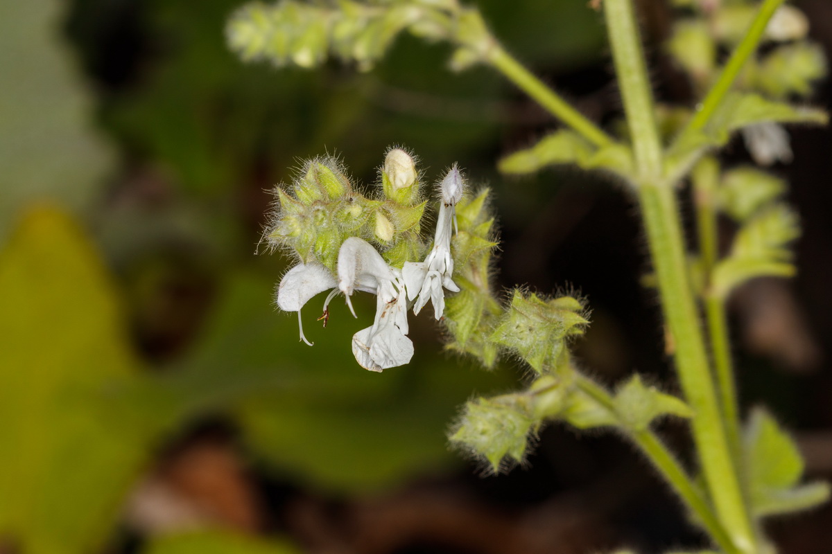 Salvia broussonetii11