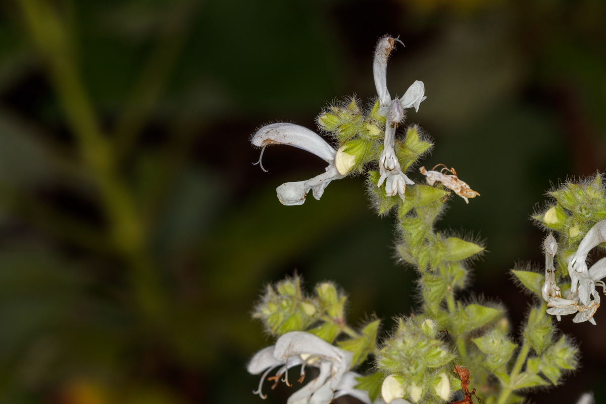 Salvia broussonetii12