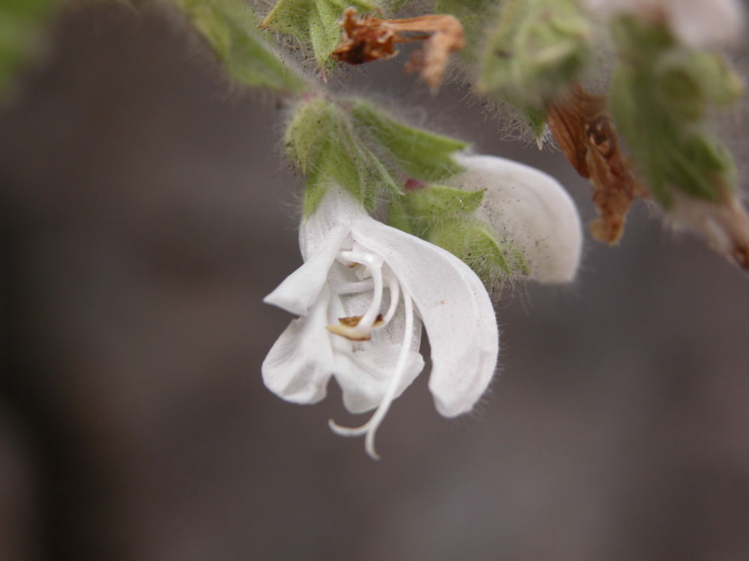 Salvia broussonetii13