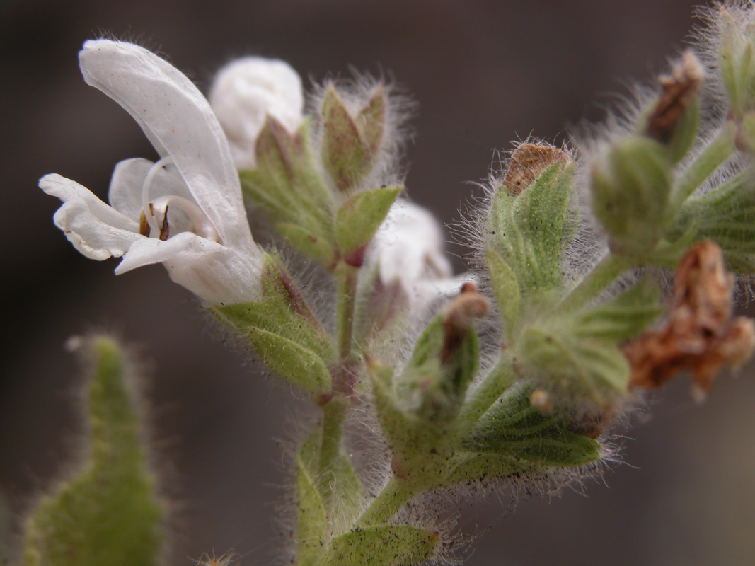 Salvia broussonetii14