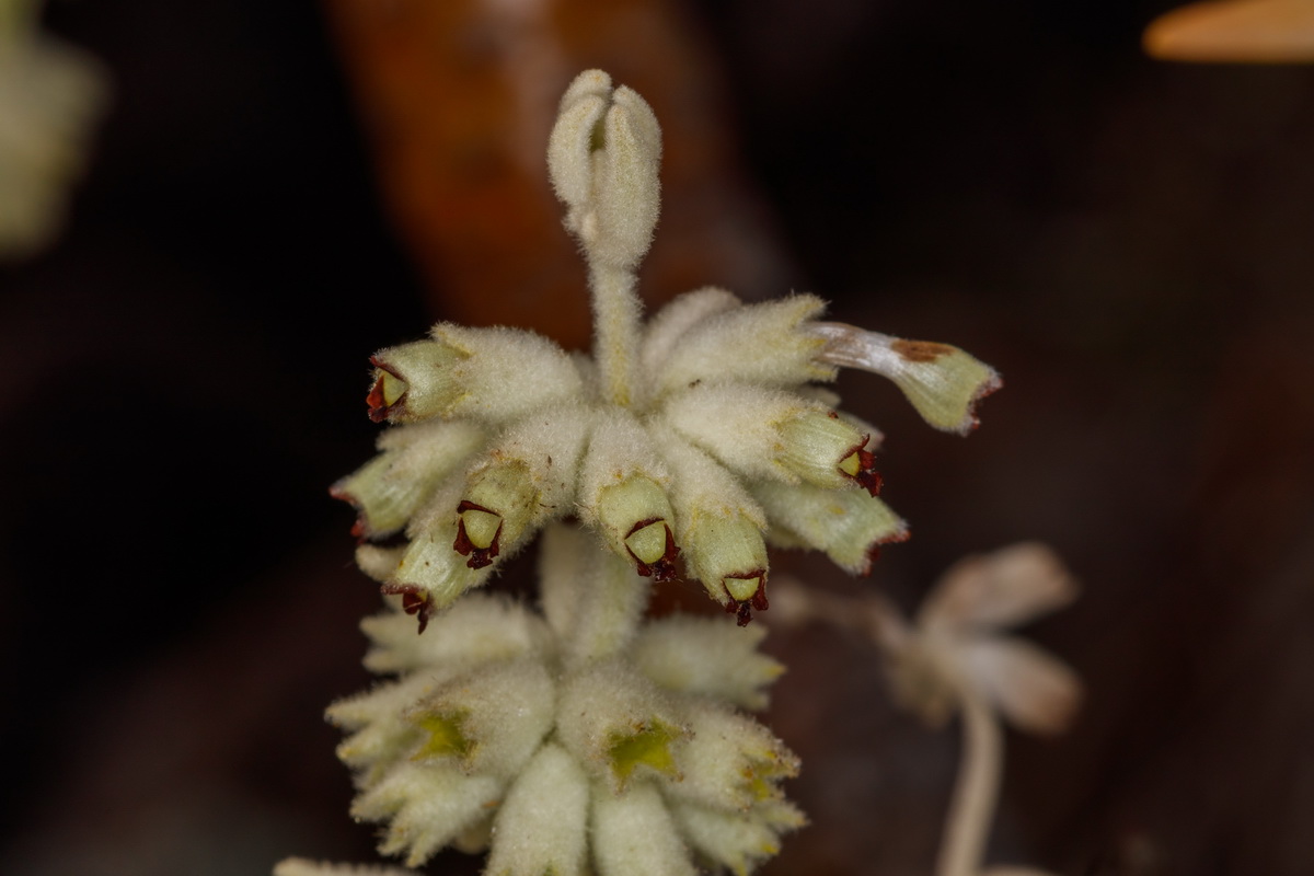 Sideritis soluta subsp hildae Chajorra del Oeste05