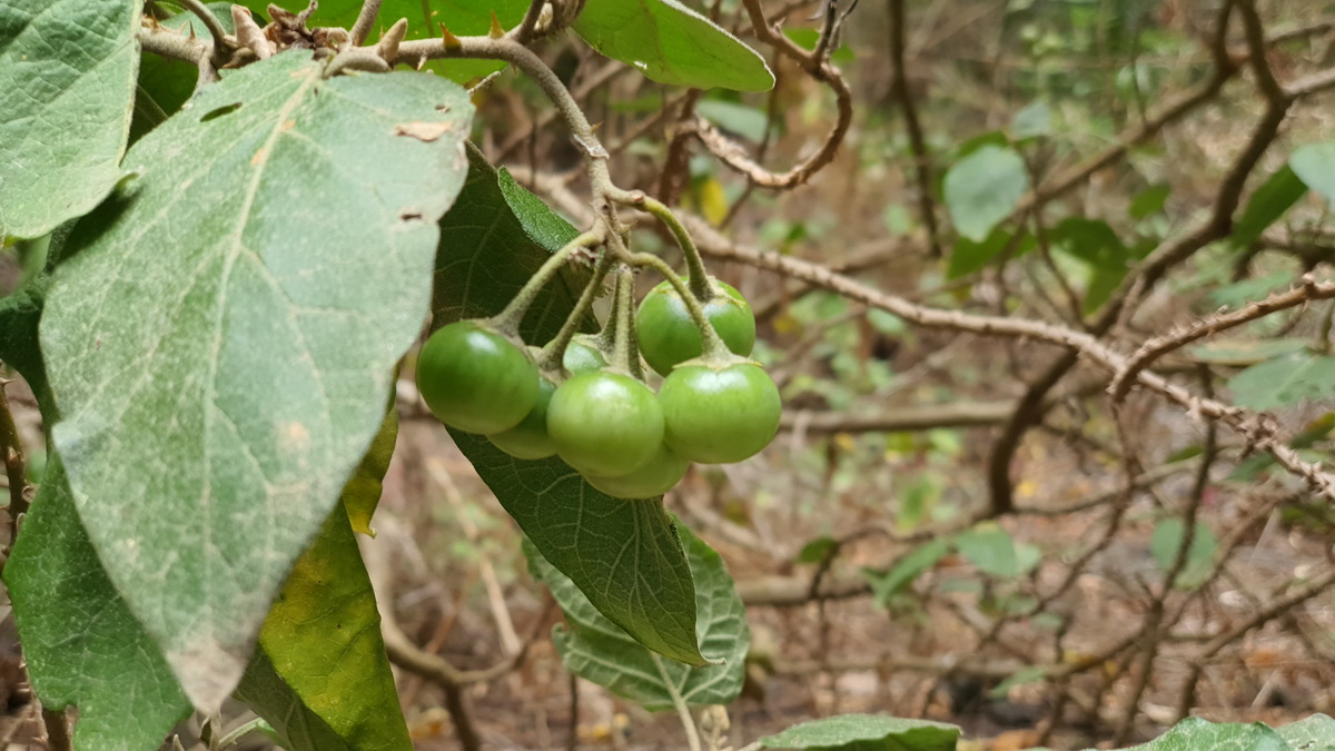 20200813 103729 Solanum vespertilio subsp. silensis rejalgadera