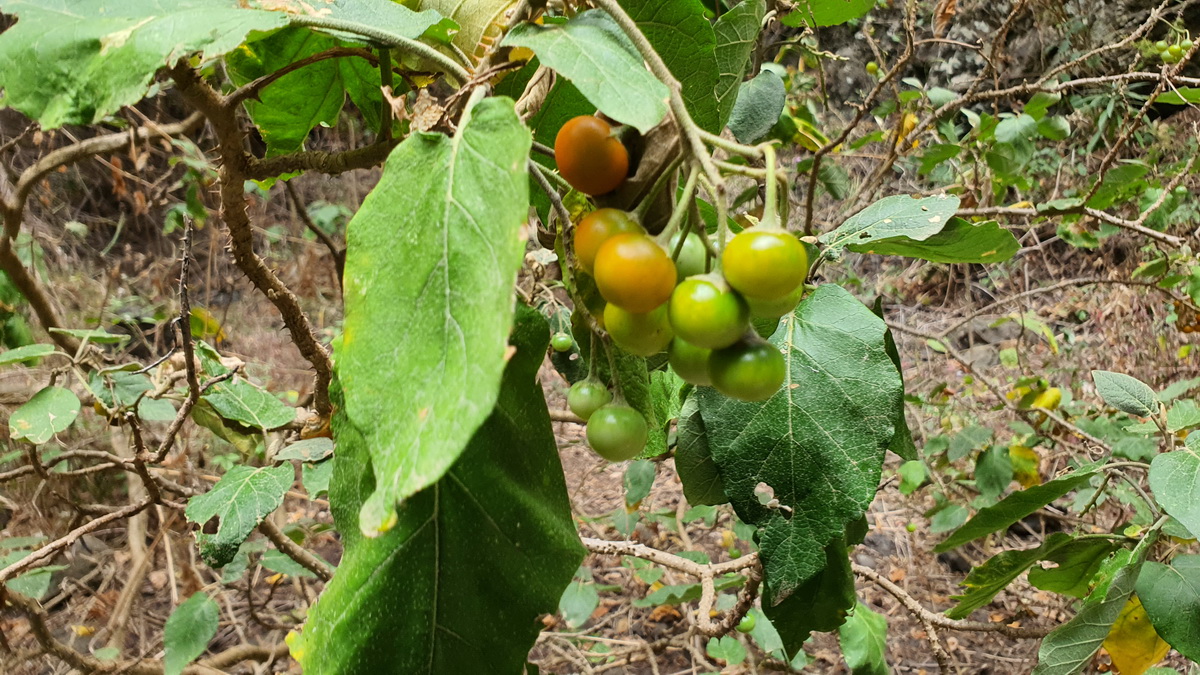 20200813 103836 Solanum vespertilio subsp. silensis rejalgadera