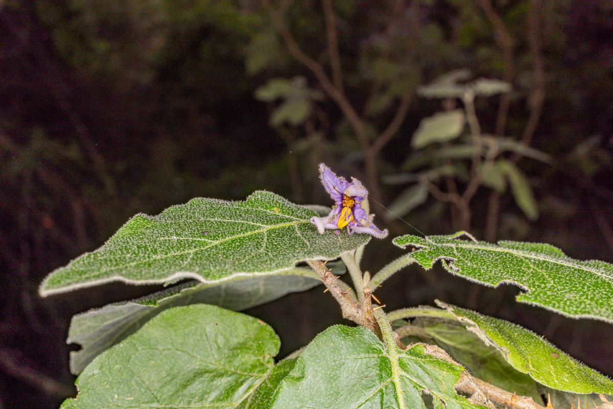 IMG 5672 Solanum vespertilio subsp. silense
