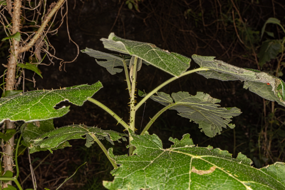 IMG 5683 Solanum vespertilio subsp. silense
