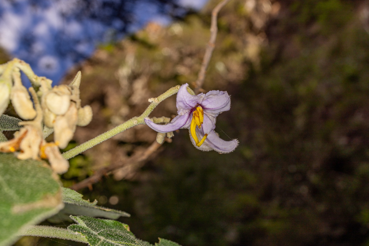 IMG 5686 Solanum vespertilio subsp. silense