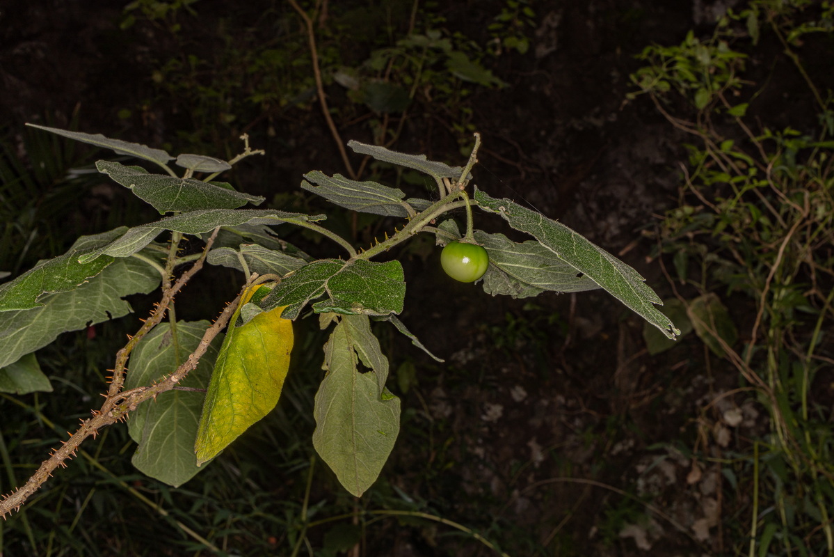 IMG 5688 Solanum vespertilio subsp. silense