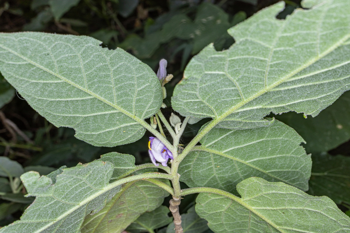 IMG 5708 Solanum vespertilio subsp. silense