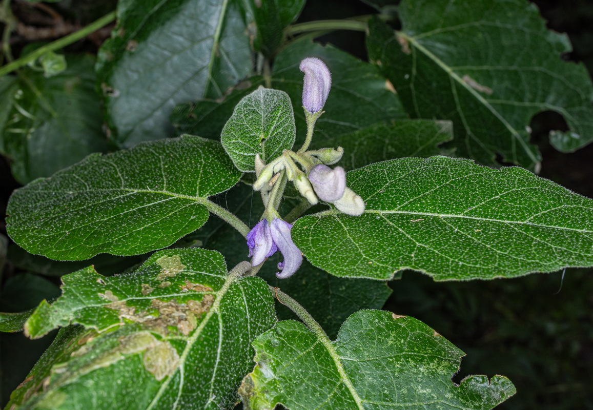 IMG 5710 Solanum vespertilio subsp. silense