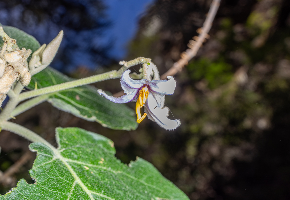 IMG 5711 Solanum vespertilio subsp. silense