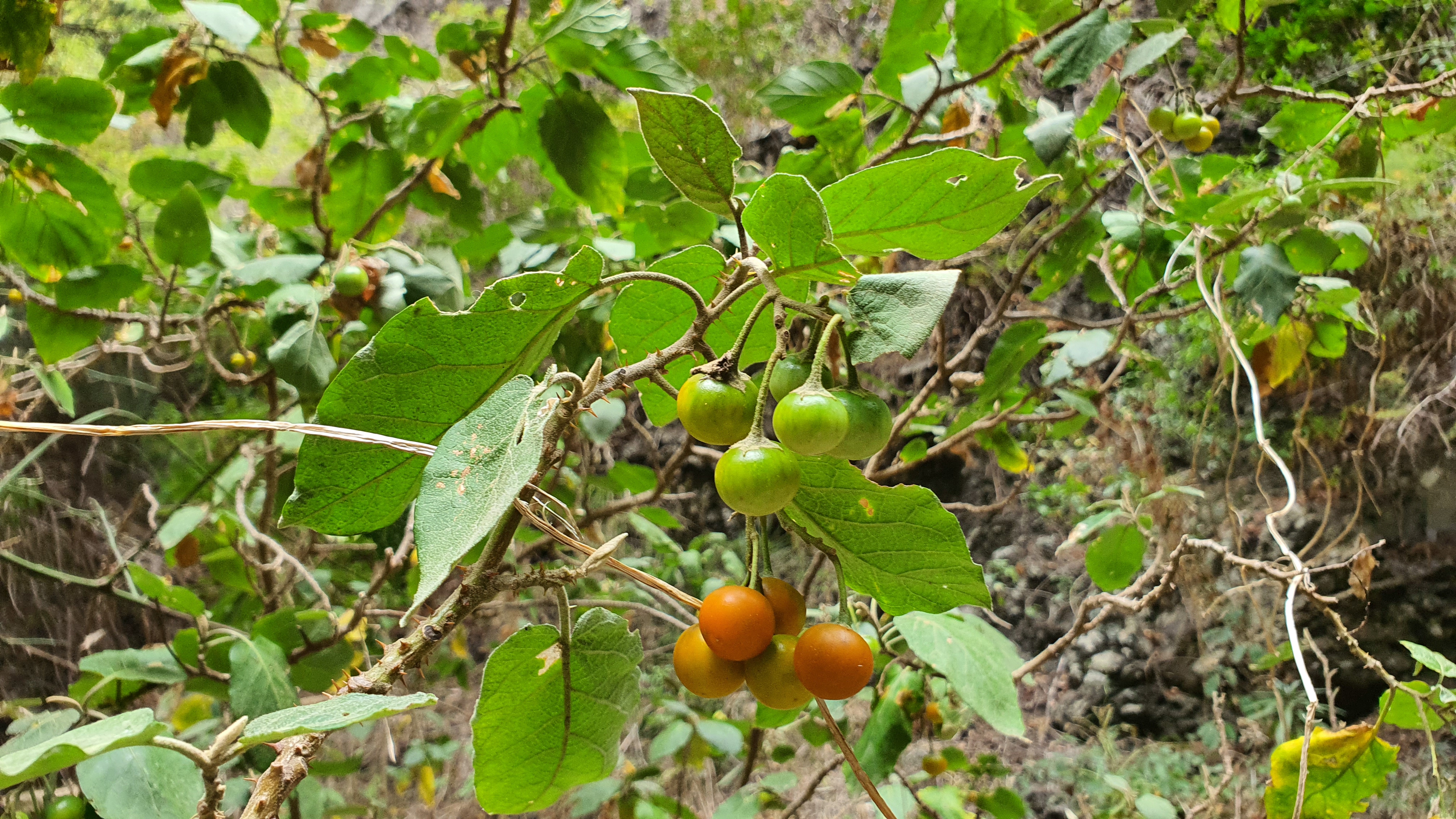 20200813 103840 Solanum vespertilio subsp. vespertilio rejalgadera