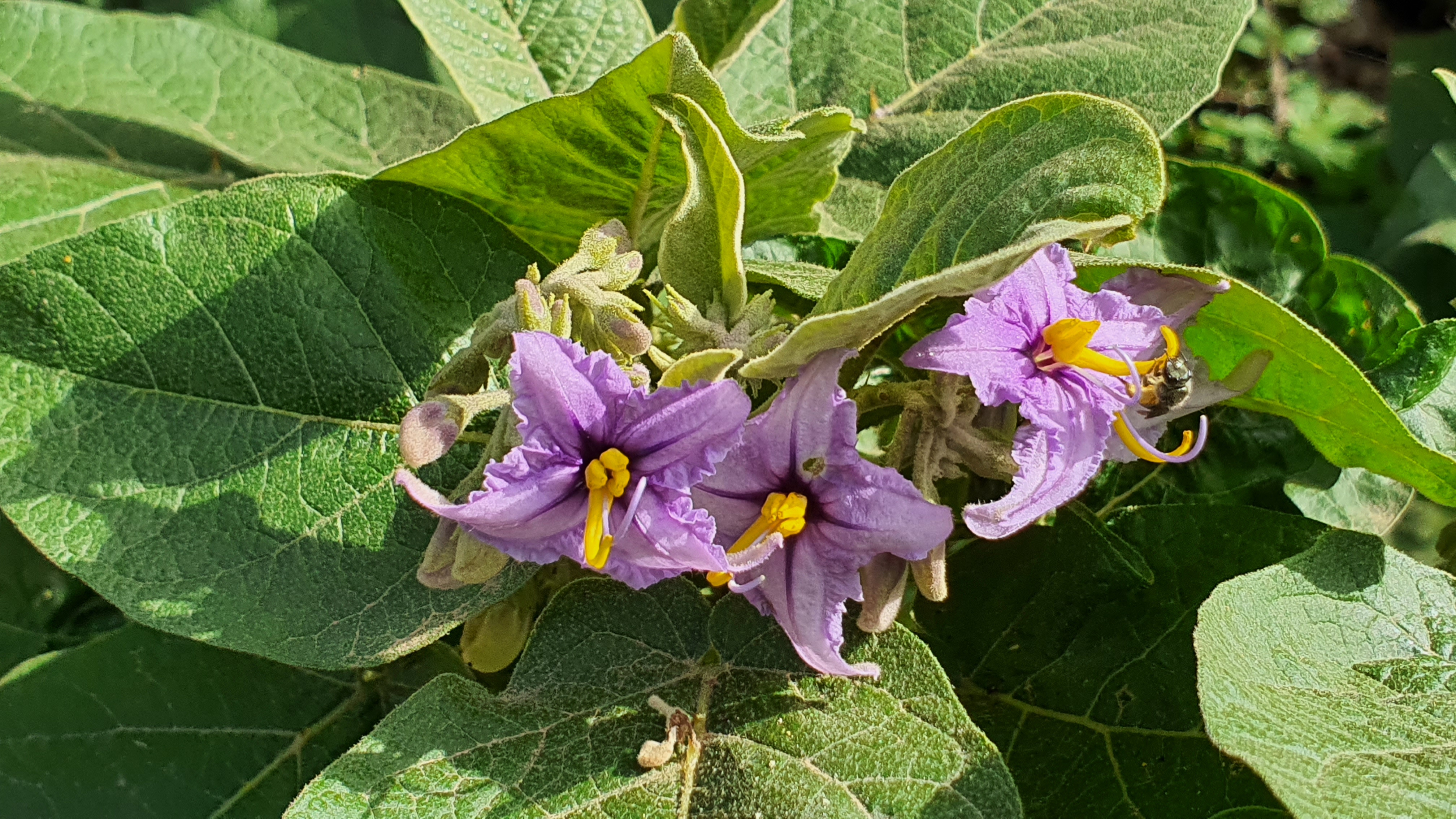 20220130 104227 Solanum vespertilio subsp. vespertilio (rejalgadera)