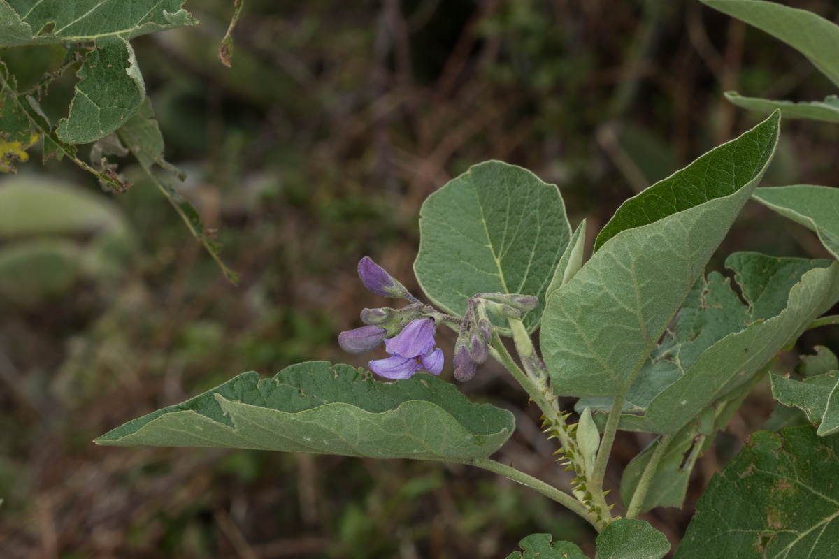 Solanum vespertilio subsp Rejalgadera03