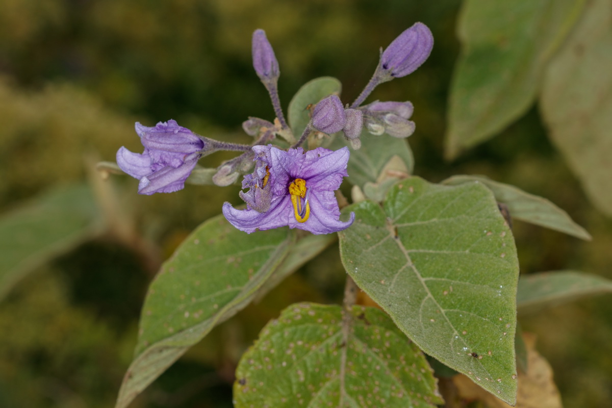 Solanum vespertilio subsp Rejalgadera04