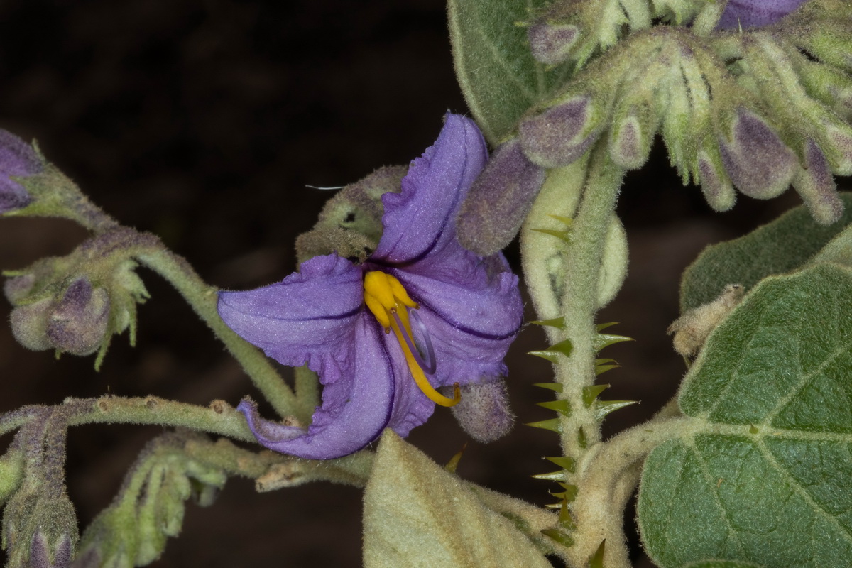 Solanum vespertilio subsp Rejalgadera05