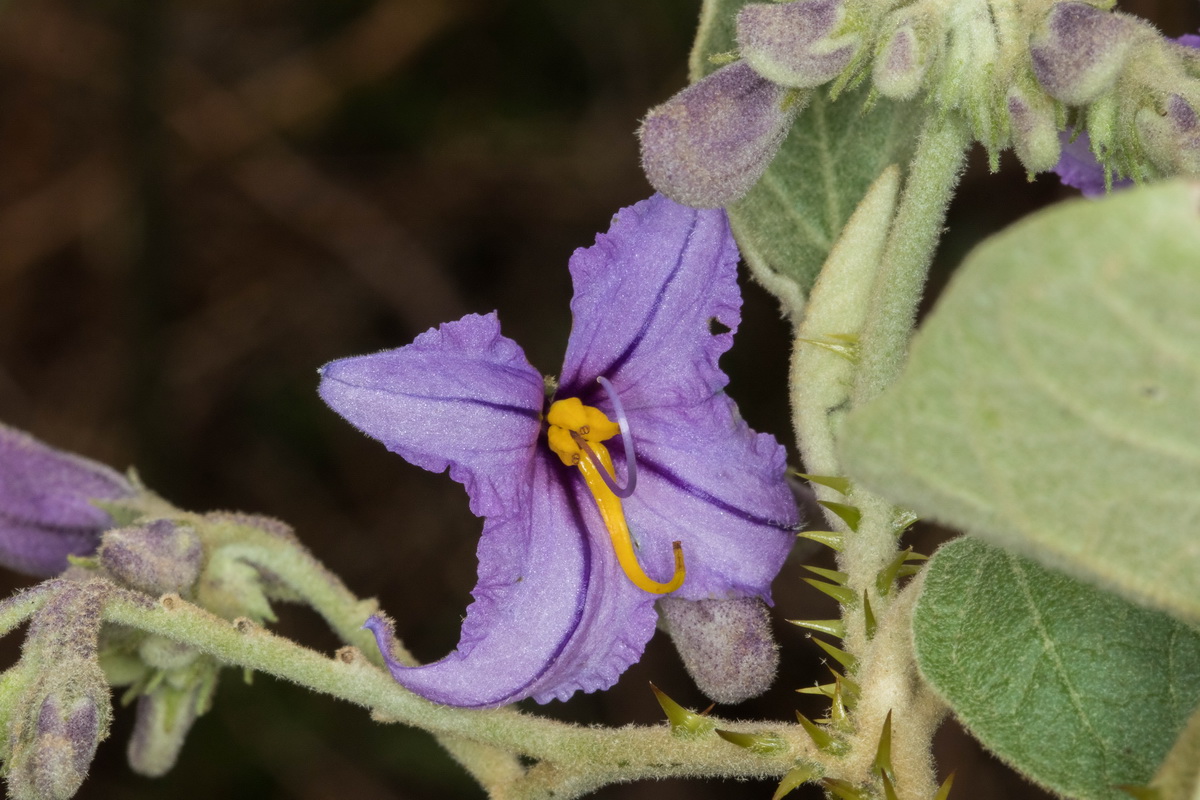 Solanum vespertilio subsp Rejalgadera06