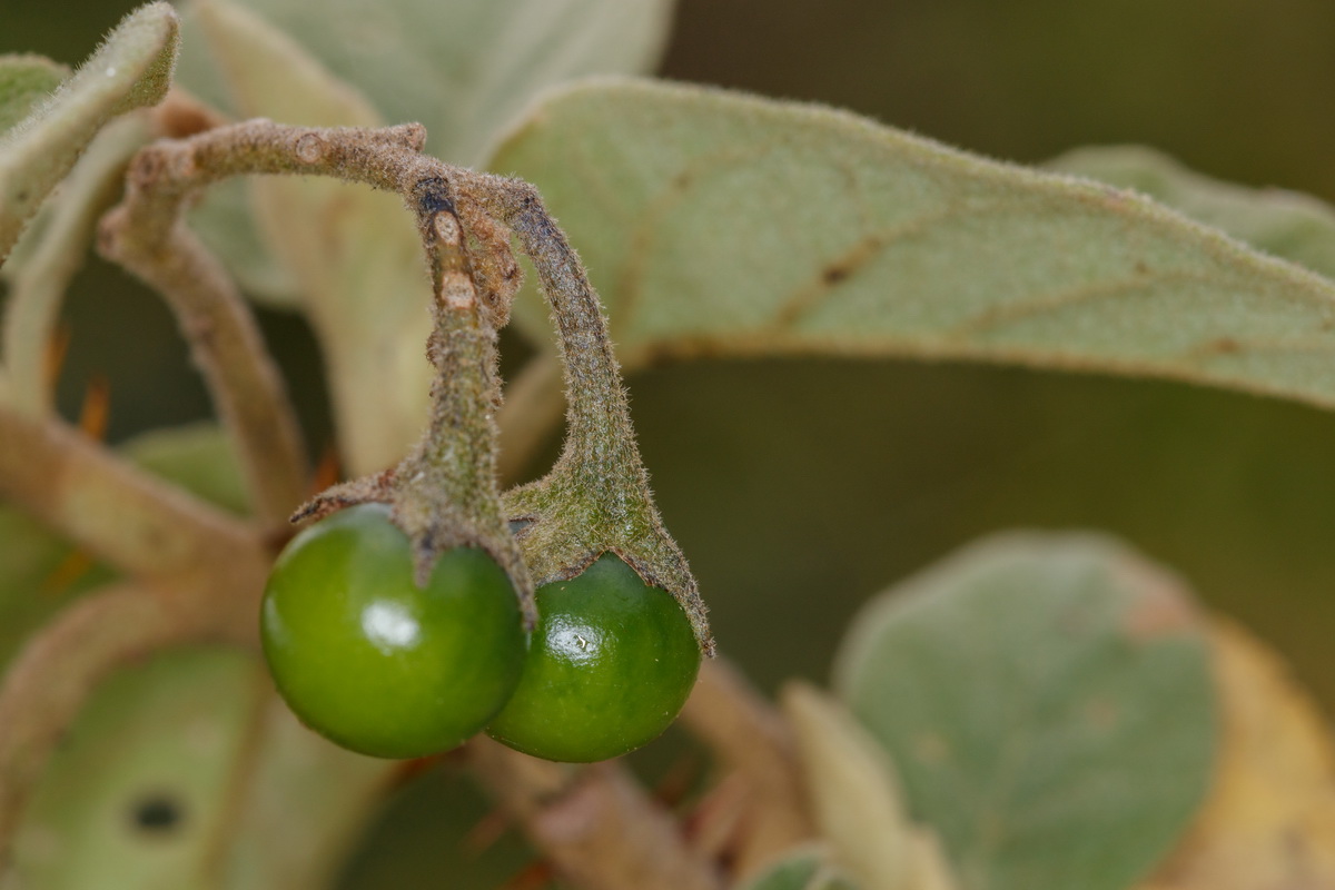 Solanum vespertilio subsp Rejalgadera07