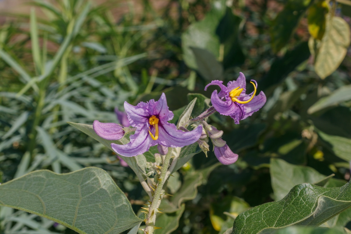  MG 0092  Solanum vespertilio