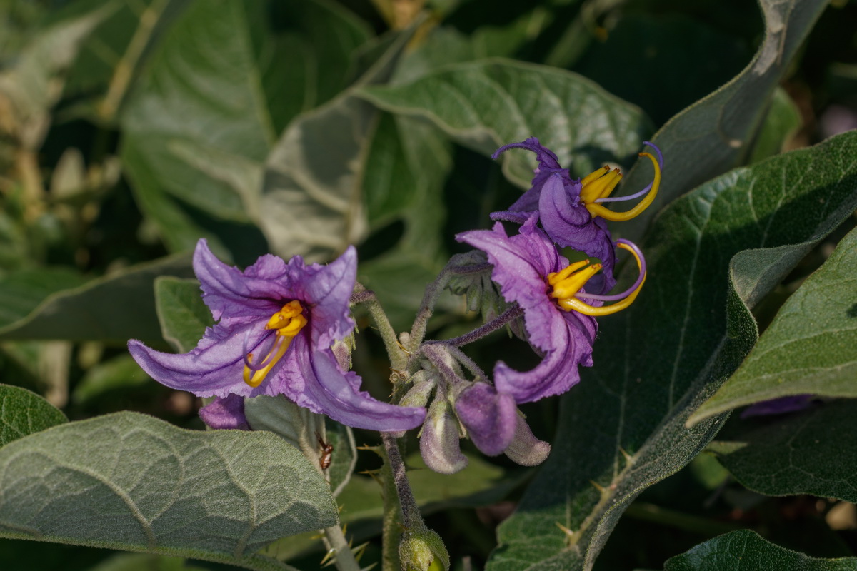 MG 0095  Solanum vespertilio