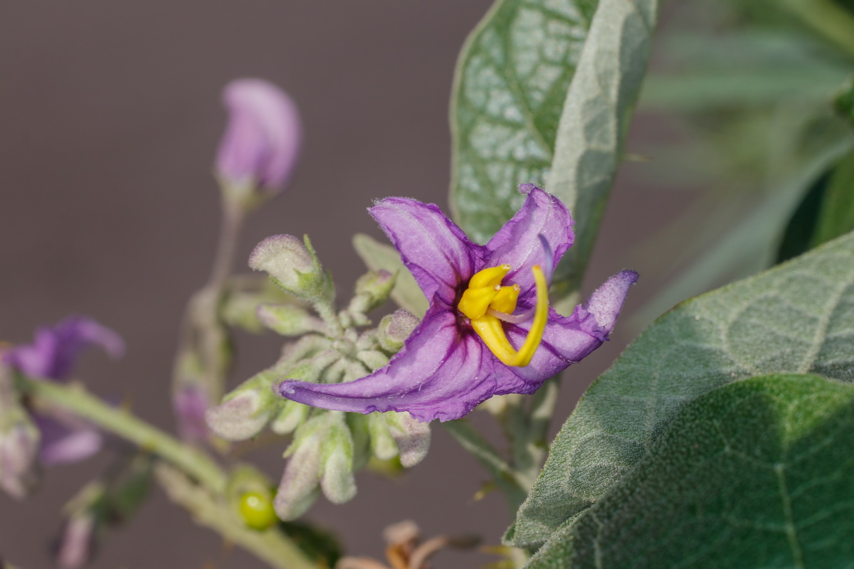  MG 0101  Solanum vespertilio