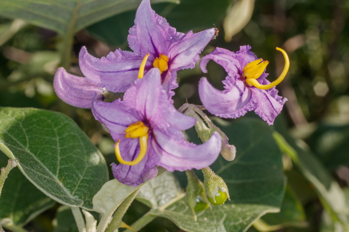 MG 0102  Solanum vespertilio