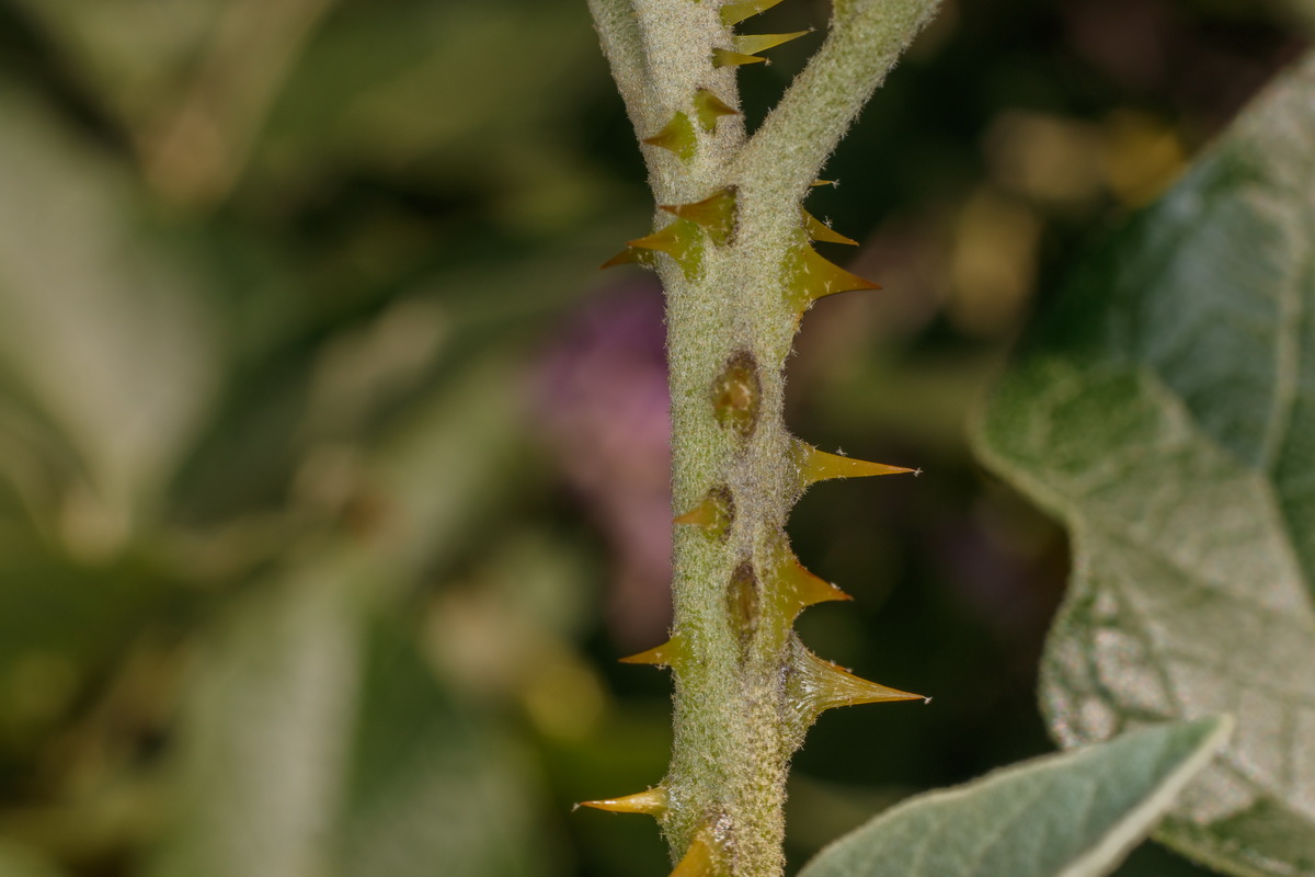  MG 0107  Solanum vespertilio