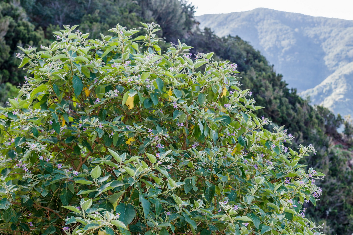  MG 0527 Solanum vespertilio subsp. vespertilio