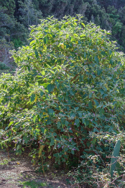  MG 0590 Solanum vespertilio subsp. vespertilio