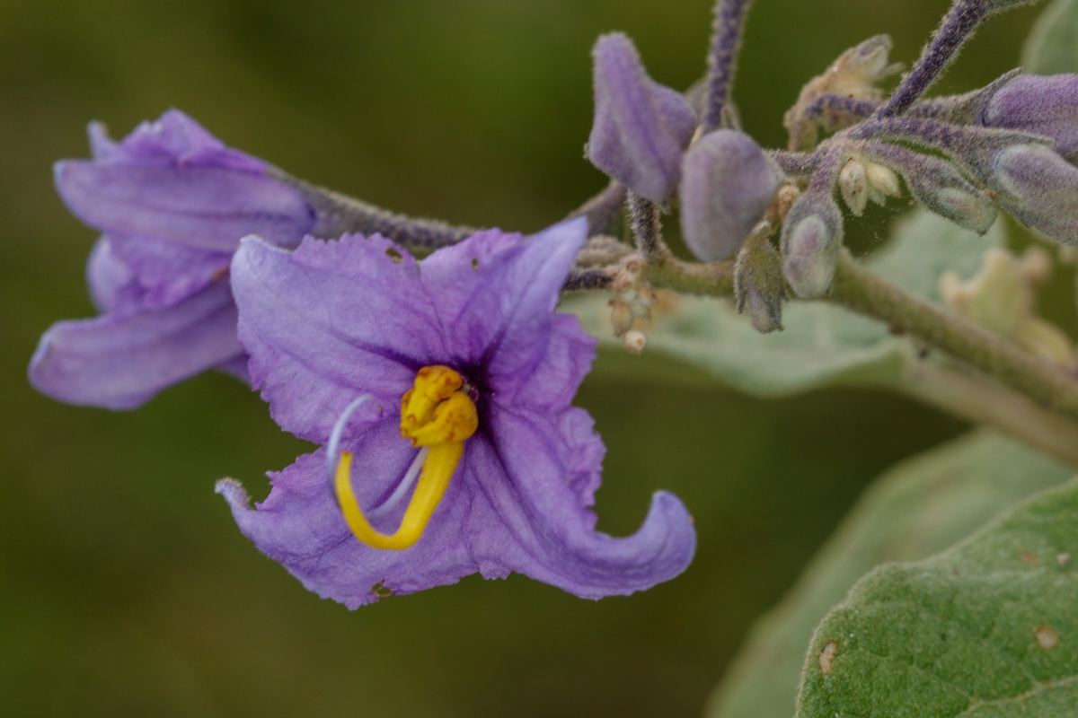  MG 6240 Solanum vespertilio subsp vespertilio Rejalgadera