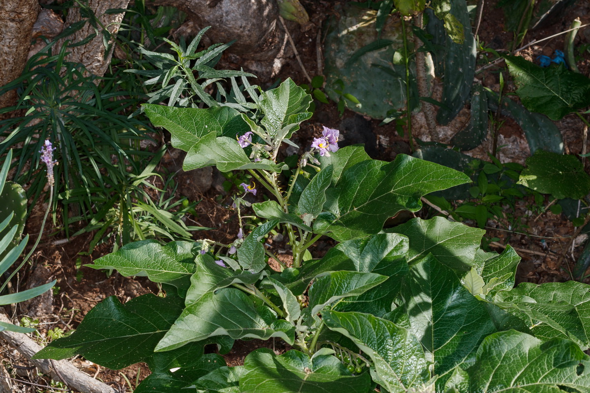  MG 9933  Solanum vespertilio