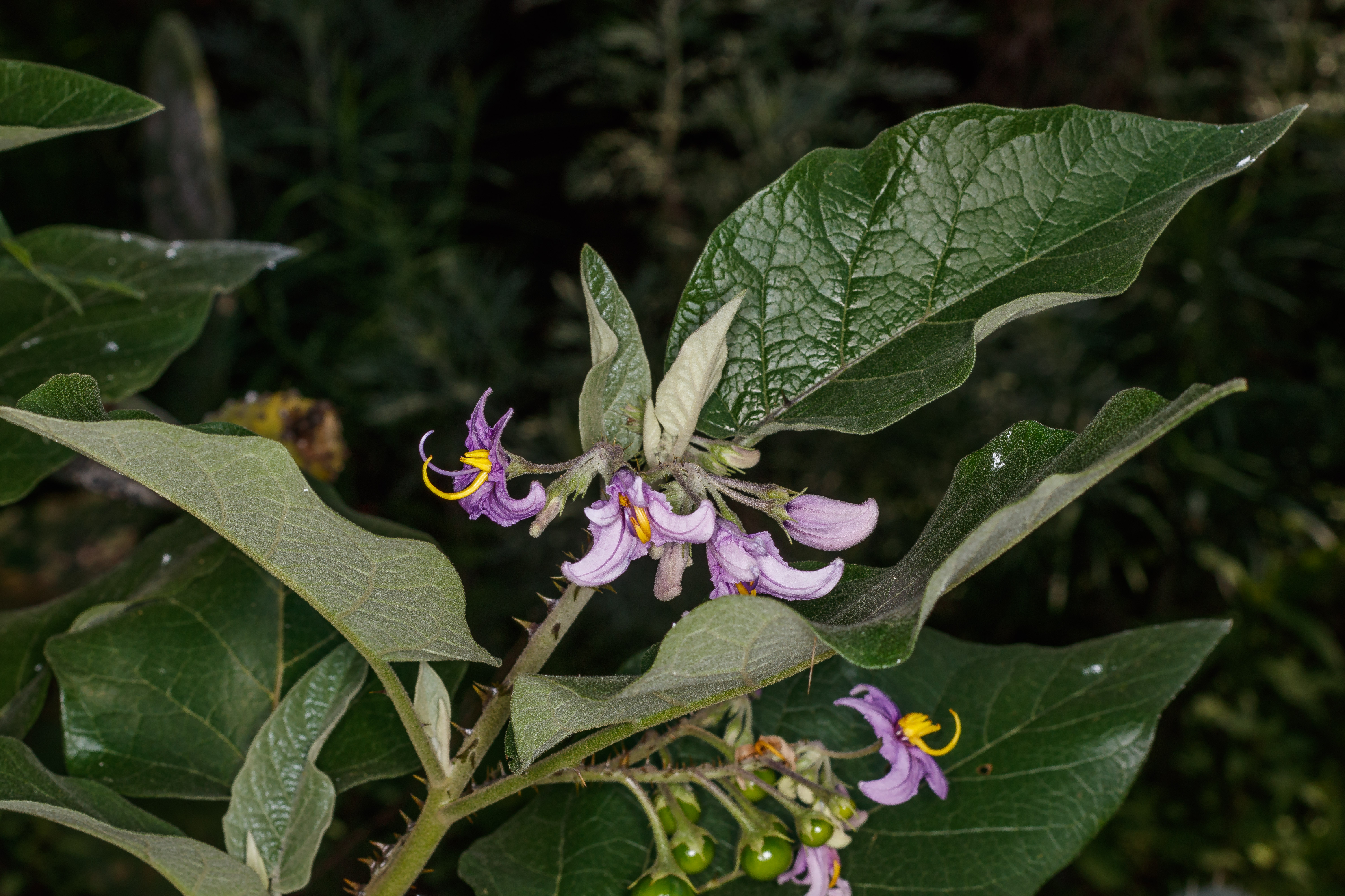  MG 9938  Solanum vespertilio
