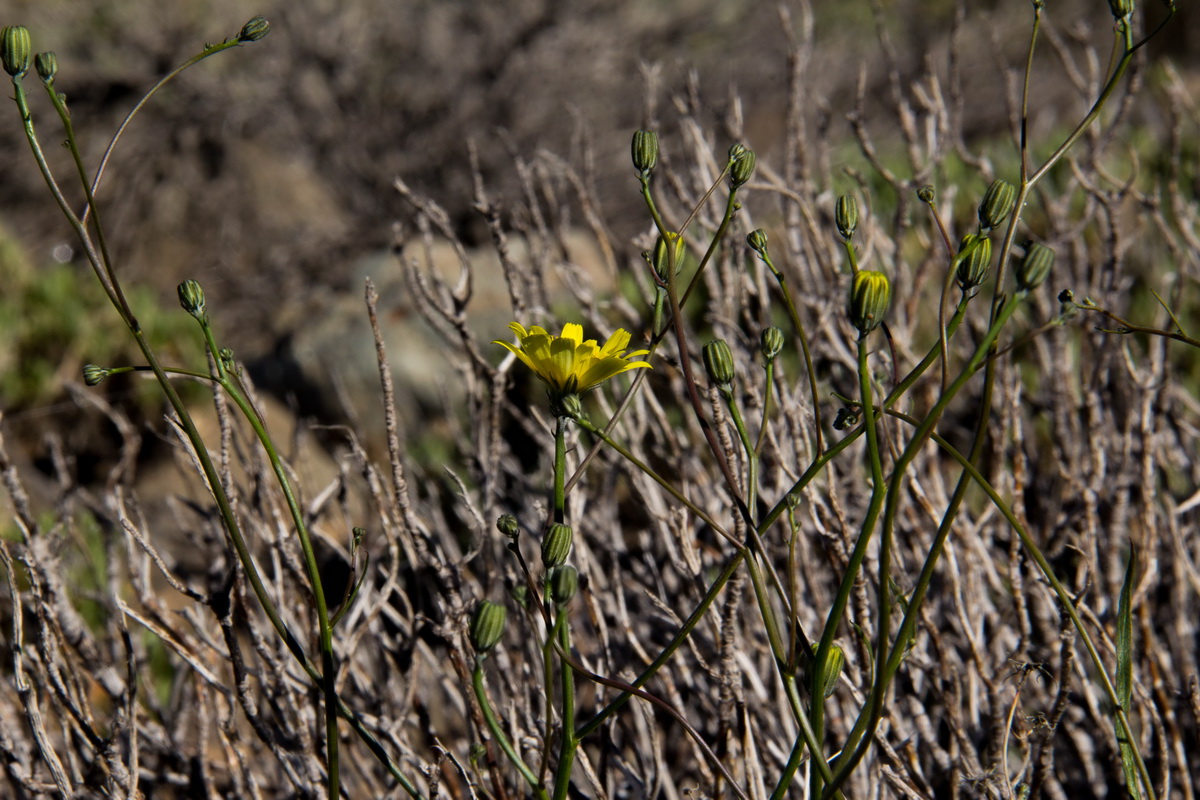 Tolpis webbii06