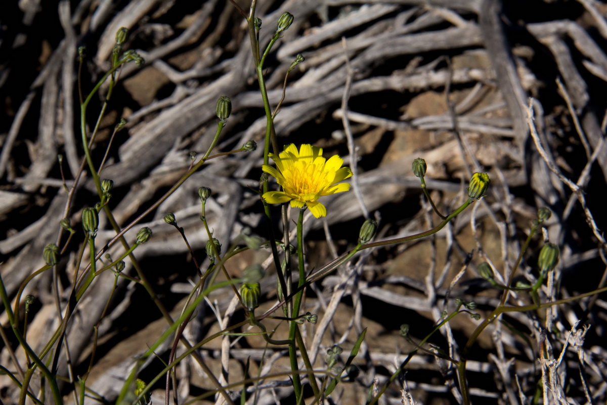 Tolpis webbii07