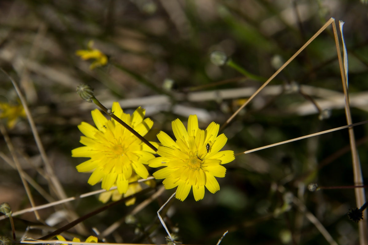 Tolpis webbii08