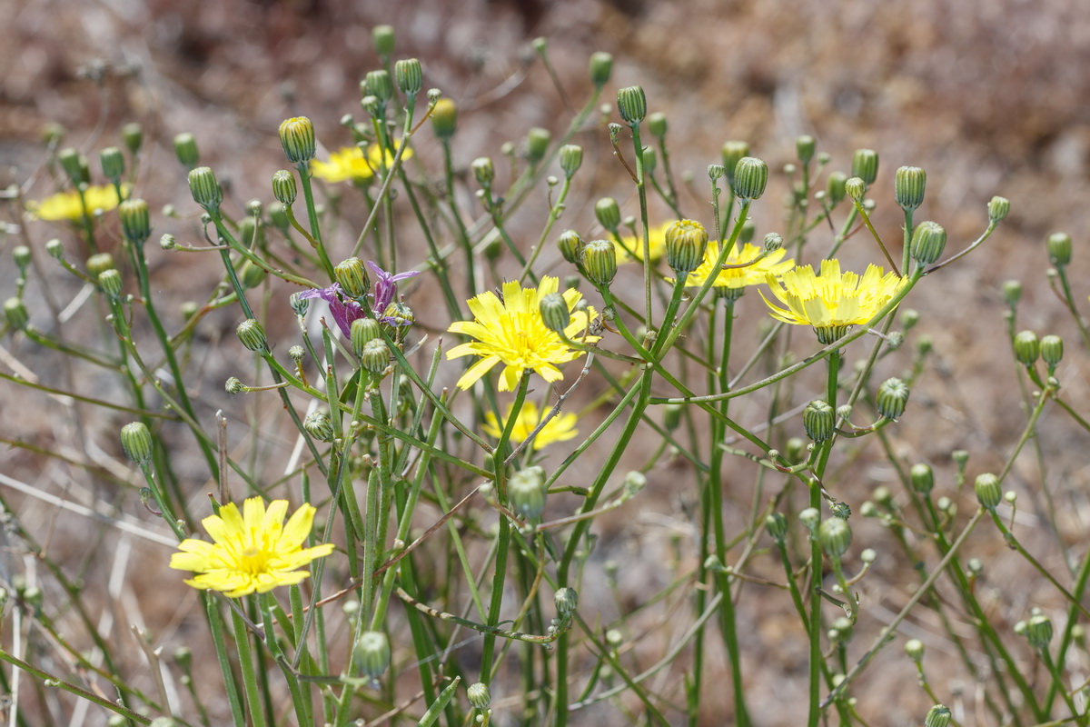 Tolpis webbii09